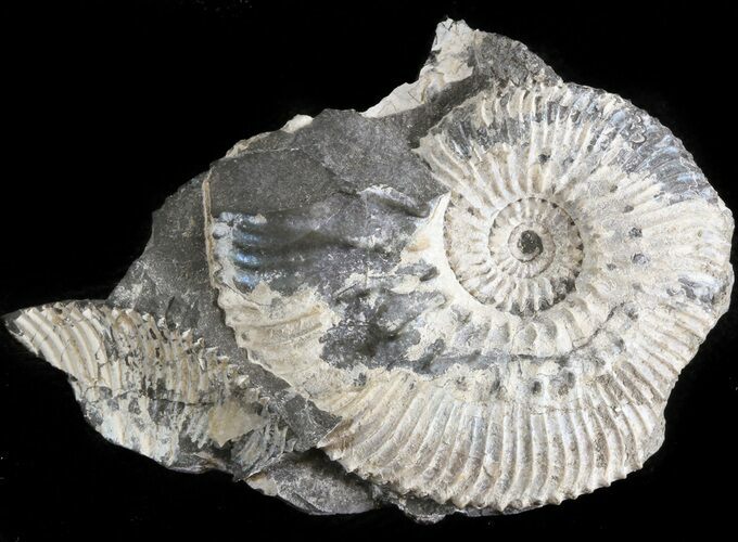 Wide Kosmoceras Ammonite - England #42630